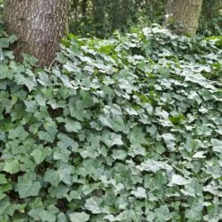 Lierre D'Irlande Ou Hedera Helix 'Hibernica' -Garden Supplies Sales Shop a038 a039 lierre hedera hibernica horticolor pm121227 1