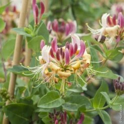 Chèvrefeuille Des Haies Ou Lonicera Periclymenum CAPRILIA ® Imperial ‘Inov86’