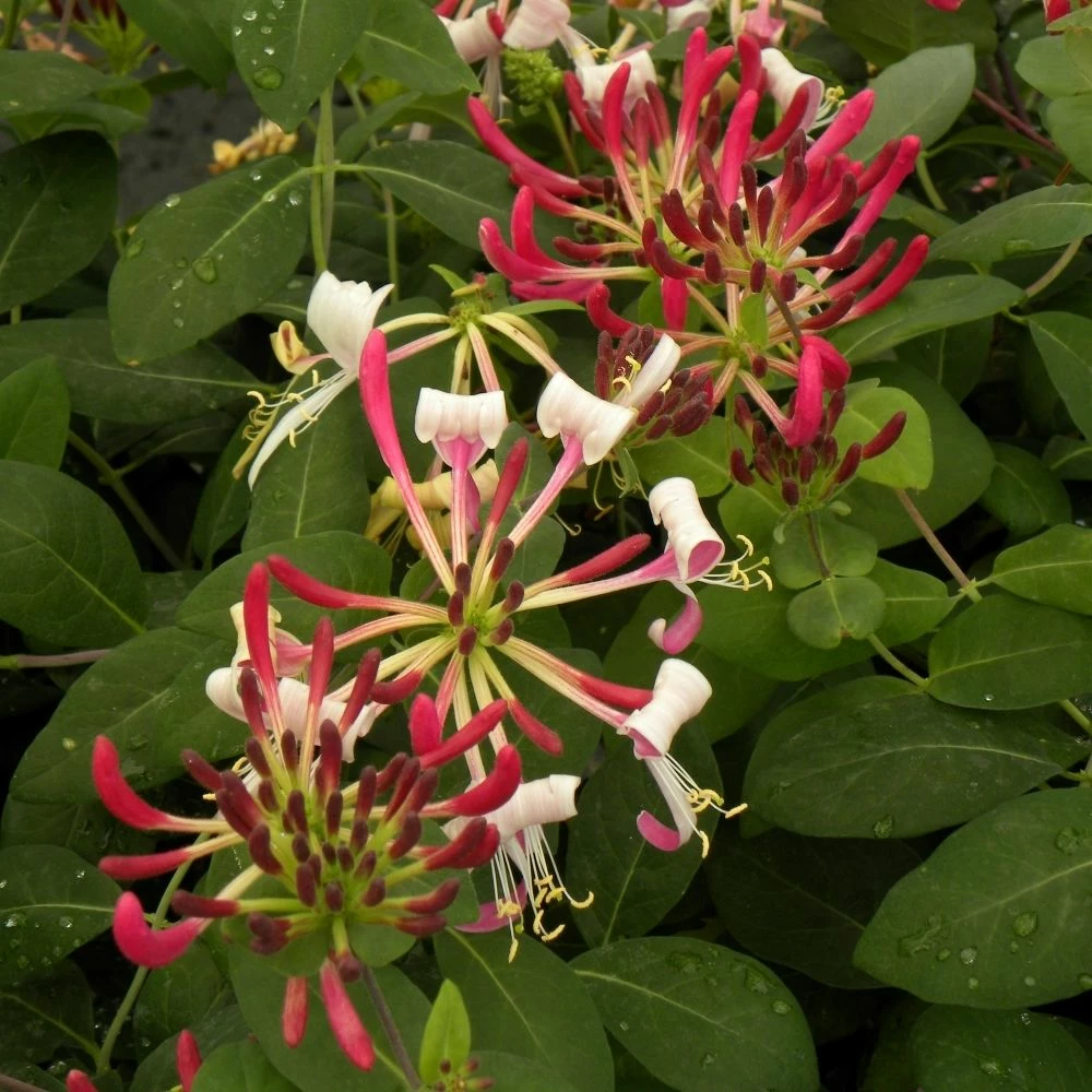 Chèvrefeuille Des Haies Ou Lonicera Periclymenum CAPRILIA ® Imperial ‘Inov86’ 4 Chèvrefeuille Des Haies Ou Lonicera Periclymenum CAPRILIA ® Imperial ‘Inov86’ - Image 2