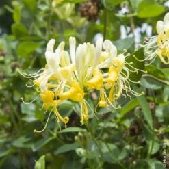 Chèvrefeuille Des Haies Ou Lonicera Periclymenum SCENTSATION ® 6 Chèvrefeuille Des Haies Ou Lonicera Periclymenum SCENTSATION ® -Garden Supplies Sales Shop a042 ch vrefeuille lonicera scentsation horticolor pl161493