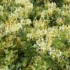 Chèvrefeuille Des Haies Ou Lonicera Periclymenum SCENTSATION ® -Garden Supplies Sales Shop a042 ch vrefeuille lonicera scentsation horticolor tg110922