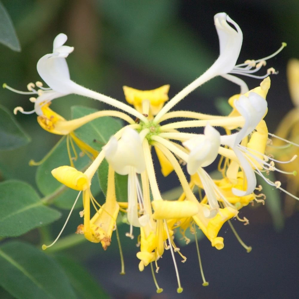 Chèvrefeuille Des Haies Ou Lonicera Periclymenum SCENTSATION ® 5 Chèvrefeuille Des Haies Ou Lonicera Periclymenum SCENTSATION ® - Image 3