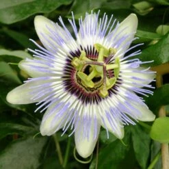 Passiflore, Fleur De La Passion Ou Passiflora Caerula CLEAR SKY ®