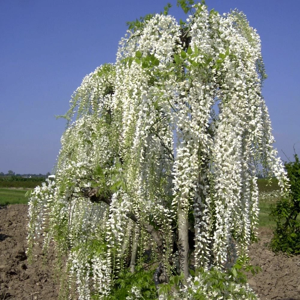 Glycine Du Japon Ou Wisteria Floribunda 'Alba' 4 Glycine Du Japon Ou Wisteria Floribunda 'Alba' - Image 2
