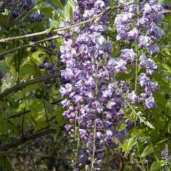 Glycine Du Japon Ou Wisteria Floribunda 'Violacea Plena' -Garden Supplies Sales Shop a048 glycine wisteria floribunda violacea plena horticolor sdu080112