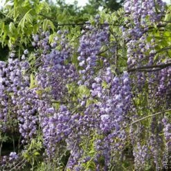 Glycine Du Japon Ou Wisteria Floribunda 'Violacea Plena' -Garden Supplies Sales Shop a048 glycine wisteria floribunda violacea plena horticolor sdu080114
