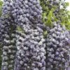 Glycine Du Japon Ou Wisteria Floribunda 'Violacea Plena' -Garden Supplies Sales Shop a048 wisteria floribunda vi 1000x1000