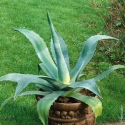Agave D’Amérique Ou Agave Americana