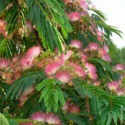 Arbre De Soie, Acacia De Constantinople Ou Albizia Julibrissin