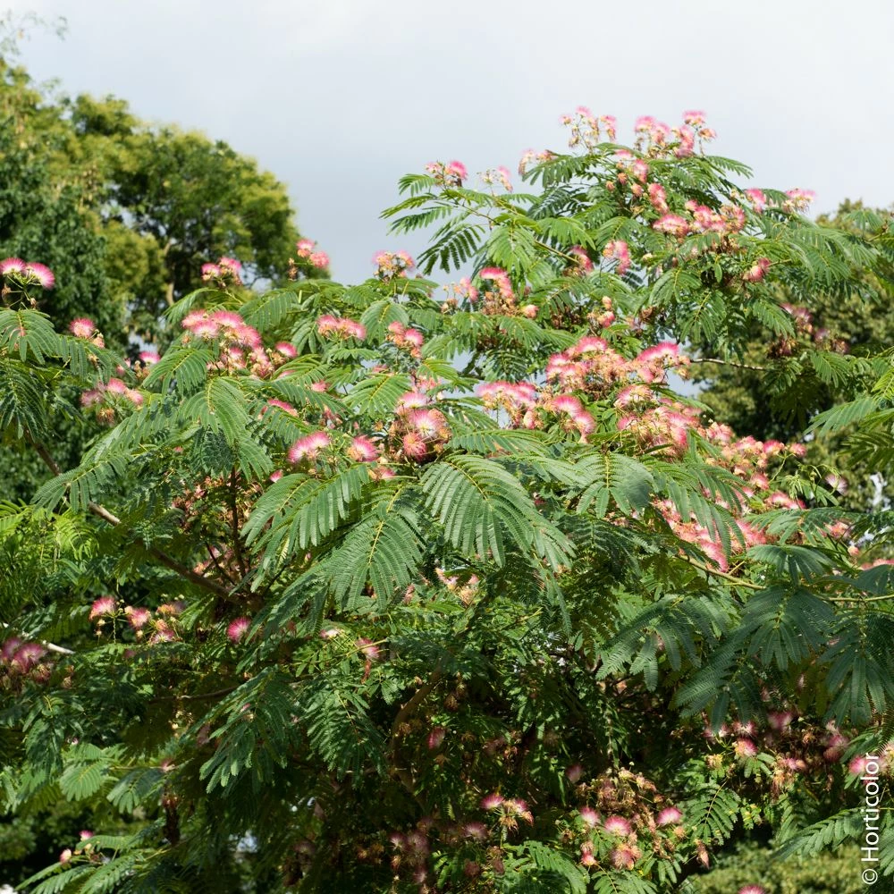 Arbre De Soie, Acacia De Constantinople Ou Albizia Julibrissin 4 Arbre De Soie, Acacia De Constantinople Ou Albizia Julibrissin - Image 2