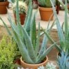 Aloe Vera Ou Aloé Véritable -Garden Supplies Sales Shop a053 aloe vera n1800440