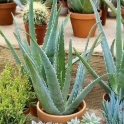 Aloe Vera Ou Aloé Véritable