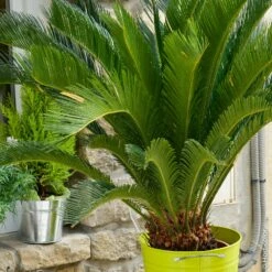Cycas Revoluta, Cycas Du Japon Ou Sagoutier