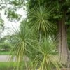Cordyline, Dracaena Ou Cordyline Australis 1 Cordyline, Dracaena Ou Cordyline Australis -Garden Supplies Sales Shop a060 dracaena indivisa pl160356