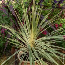 Cordyline Panachée, Dracaena Ou Cordyline Australis ‘Torbay Dazzler’