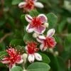 Goyavier Du Brésil, Acca Sellowiana Ou Feijoa Sellowiana -Garden Supplies Sales Shop a062 a063 feijoa sellowiana pm091147