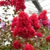 Lagerstroemia Indica DYNAMITE ‘Whit II’ Ou Lilas Des Indes Rouge -Garden Supplies Sales Shop a068 a069 lagerstroemia dynamite pm154466