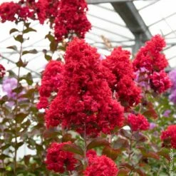 Lagerstroemia Indica DYNAMITE ‘Whit II’ Ou Lilas Des Indes Rouge