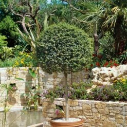 Troène à Petites Feuilles Boule Sur ½ Tige 70/80 Cm, Ligustrum Delavayanum Ou Ligustrum Jonandrum