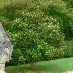 Magnolia Grandiflora Ou Magnolia Persistant à Grandes Fleurs -Garden Supplies Sales Shop a076 a077 magnoia grandiflora pm072574