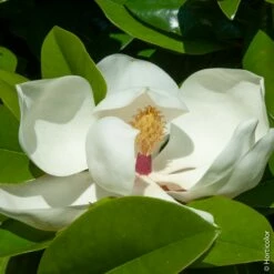 Magnolia Grandiflora Ou Magnolia Persistant à Grandes Fleurs