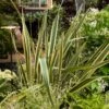 Lin De Nouvelle Zélande Panaché Ou Phormium Tenax ‘Variegatum’ 1 Lin De Nouvelle Zélande Panaché Ou Phormium Tenax ‘Variegatum’ -Garden Supplies Sales Shop a089 a090 phornium tenax variegatum pl193008