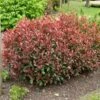 Photinia X Fraseri ‘Carré Rouge’ -Garden Supplies Sales Shop a091 a092 photinia carre rouge tg190487