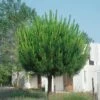 Pin Parasol, Pin Pignon Ou Pinus Pinea -Garden Supplies Sales Shop a093 pin parassol 14 50 56 000