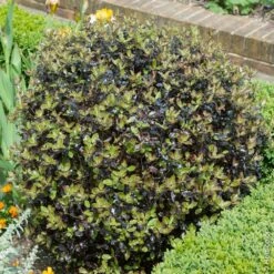 Pittosporum Tenuifolium ‘Tom Thumb’ Ou Pittospore à Petites Feuilles Pourpres Taillé En Boule