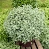 Pittosporum Tenuifolium ‘Silver Ball’ Ou Pittospore à Petites Feuilles Taillé En Boule -Garden Supplies Sales Shop a099 a100 pittoporum silver ball pl190682