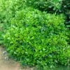 Pittosporum Tobira ‘Nana’ Ou Pittospore Nain Du Japon -Garden Supplies Sales Shop a101 a102 pittosporum tobira nanum tg120614
