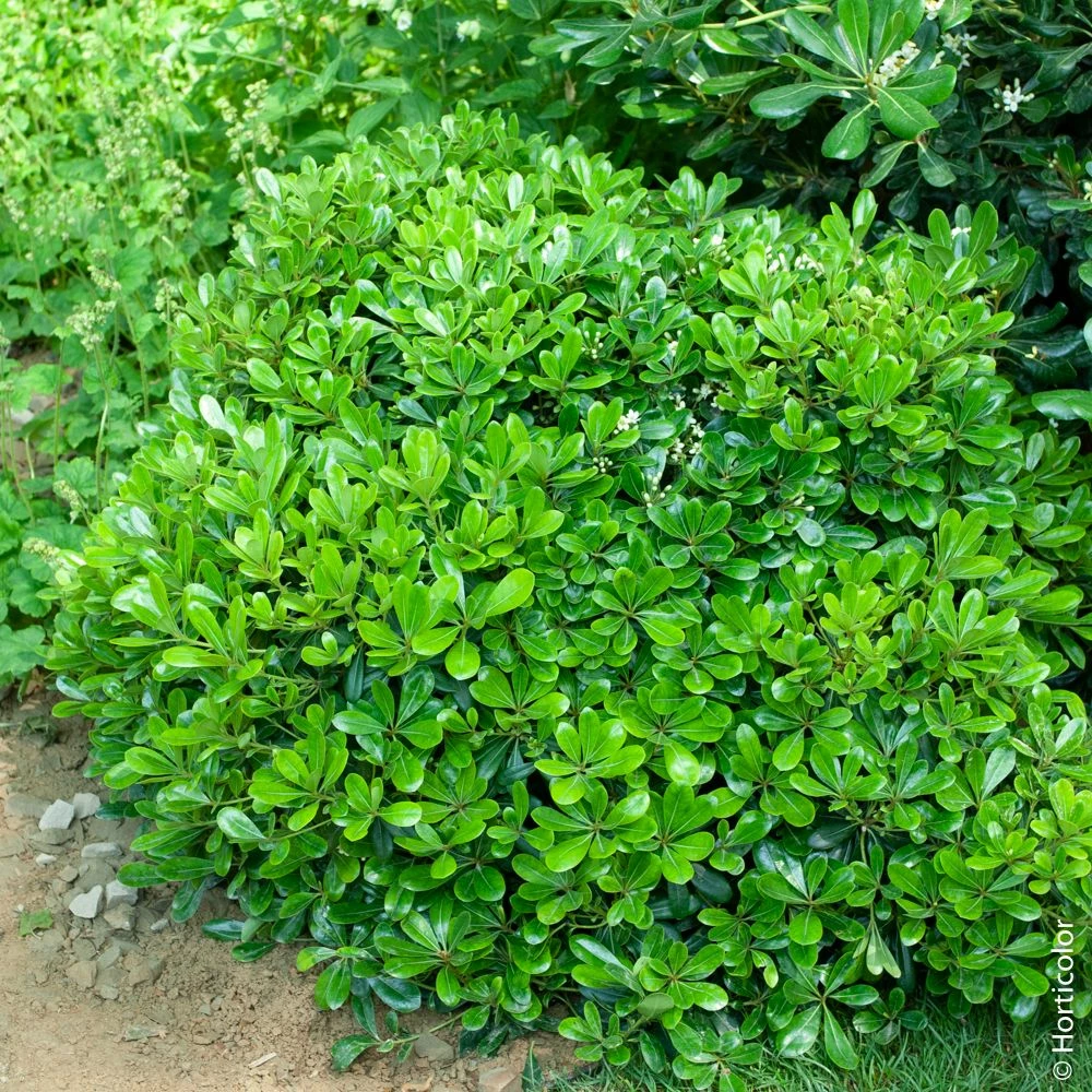 Pittosporum Tobira ‘Nana’ Ou Pittospore Nain Du Japon 3 Pittosporum Tobira ‘Nana’ Ou Pittospore Nain Du Japon