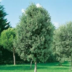 Chêne Vert, Yeuse Ou Quercus Ilex