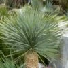 Yucca Rostrata Ou Yucca Bleu -Garden Supplies Sales Shop a105 yucca rostrata pl190391