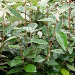 Elaeagnus X Ebbingei Ou Chalef De Ebbing
