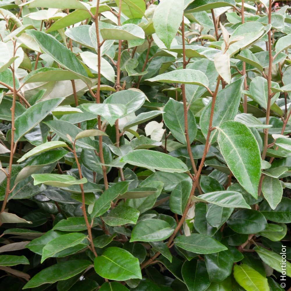Elaeagnus X Ebbingei Ou Chalef De Ebbing 3 Elaeagnus X Ebbingei Ou Chalef De Ebbing