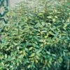 Elaeagnus X Ebbingei ‘Limelight’ Ou Chalef De Ebbing Panaché
