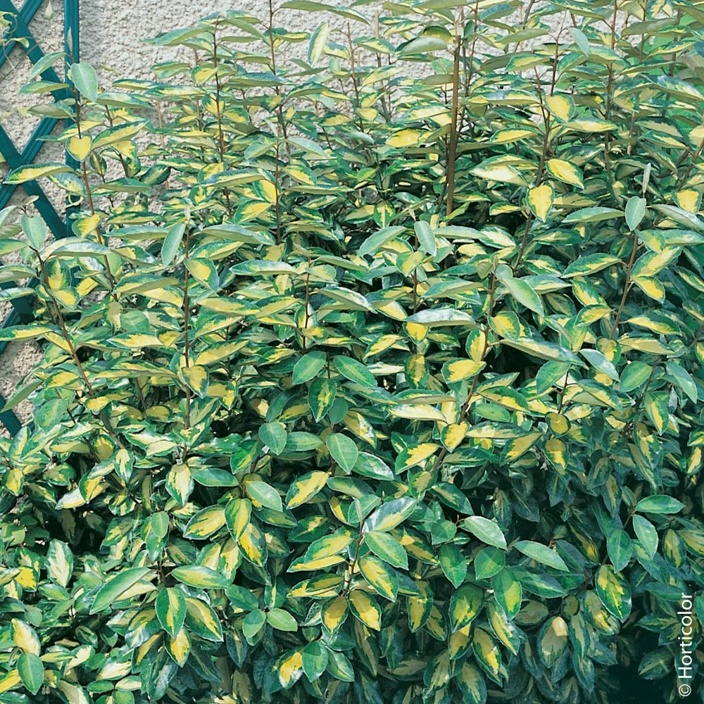 Elaeagnus X Ebbingei ‘Limelight’ Ou Chalef De Ebbing Panaché 3 Elaeagnus X Ebbingei ‘Limelight’ Ou Chalef De Ebbing Panaché
