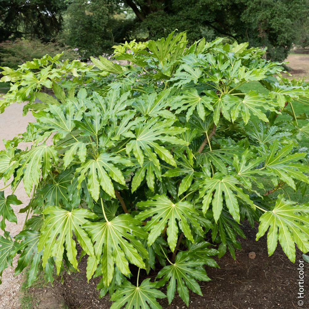 Fatsia Japonica Ou Aralia Sieboldii 3 Fatsia Japonica Ou Aralia Sieboldii