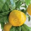Citron Yuzu Ou Citrus X Junos -Garden Supplies Sales Shop a110 yuzu n0702287