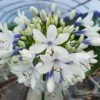 Agapanthe Naine TWISTER ® AMBIC001 2 Agapanthe Naine TWISTER ® AMBIC001 -Garden Supplies Sales Shop agap twister turcieflor 1000