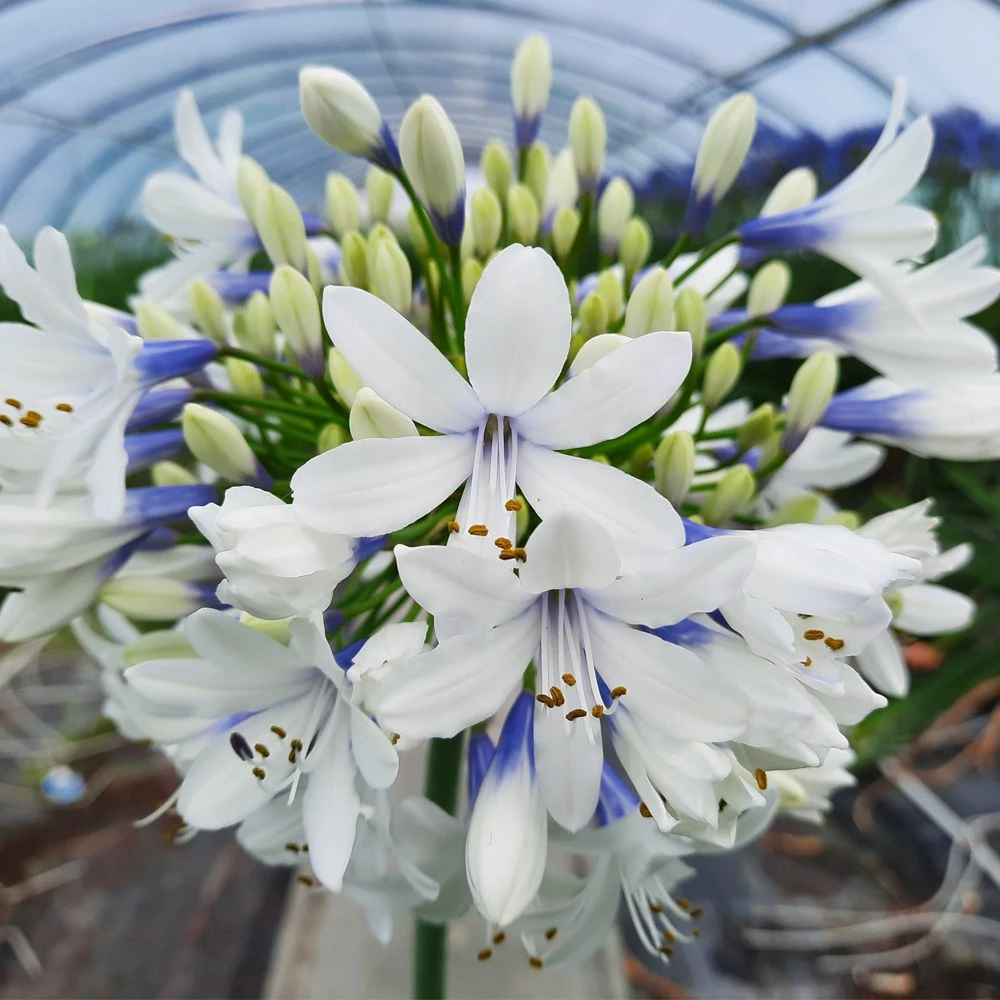 Agapanthe Naine TWISTER ® AMBIC001 3 Agapanthe Naine TWISTER ® AMBIC001