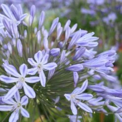 Agapanthe Semi-naine Vallée De La Belle