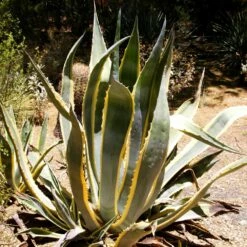 Agave D’Amérique Panaché Ou Agave Americana ‘Variegata’ 7 Agave D’Amérique Panaché Ou Agave Americana ‘Variegata’ -Garden Supplies Sales Shop agave americana variegata pixabay gratuit desert 190042 carr