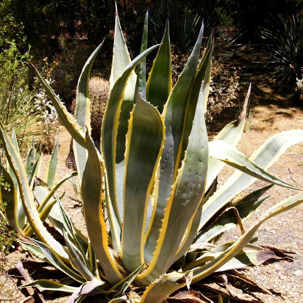 Agave D’Amérique Panaché Ou Agave Americana ‘Variegata’ 5 Agave D’Amérique Panaché Ou Agave Americana ‘Variegata’ - Image 3