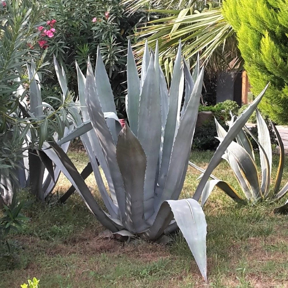 Agave D’Amérique Ou Agave Americana 4 Agave D’Amérique Ou Agave Americana - Image 2