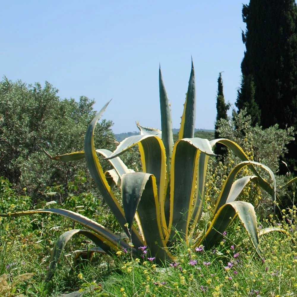 Agave D’Amérique Panaché Ou Agave Americana ‘Variegata’ 4 Agave D’Amérique Panaché Ou Agave Americana ‘Variegata’ - Image 2