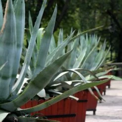 Agave D’Amérique Ou Agave Americana 8 Agave D’Amérique Ou Agave Americana -Garden Supplies Sales Shop agave en bac alignement pixabay gratuit 3654985 carr