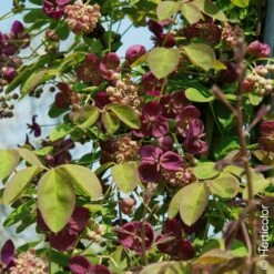 Akebia Quinata, Akébie à Cinq Feuilles