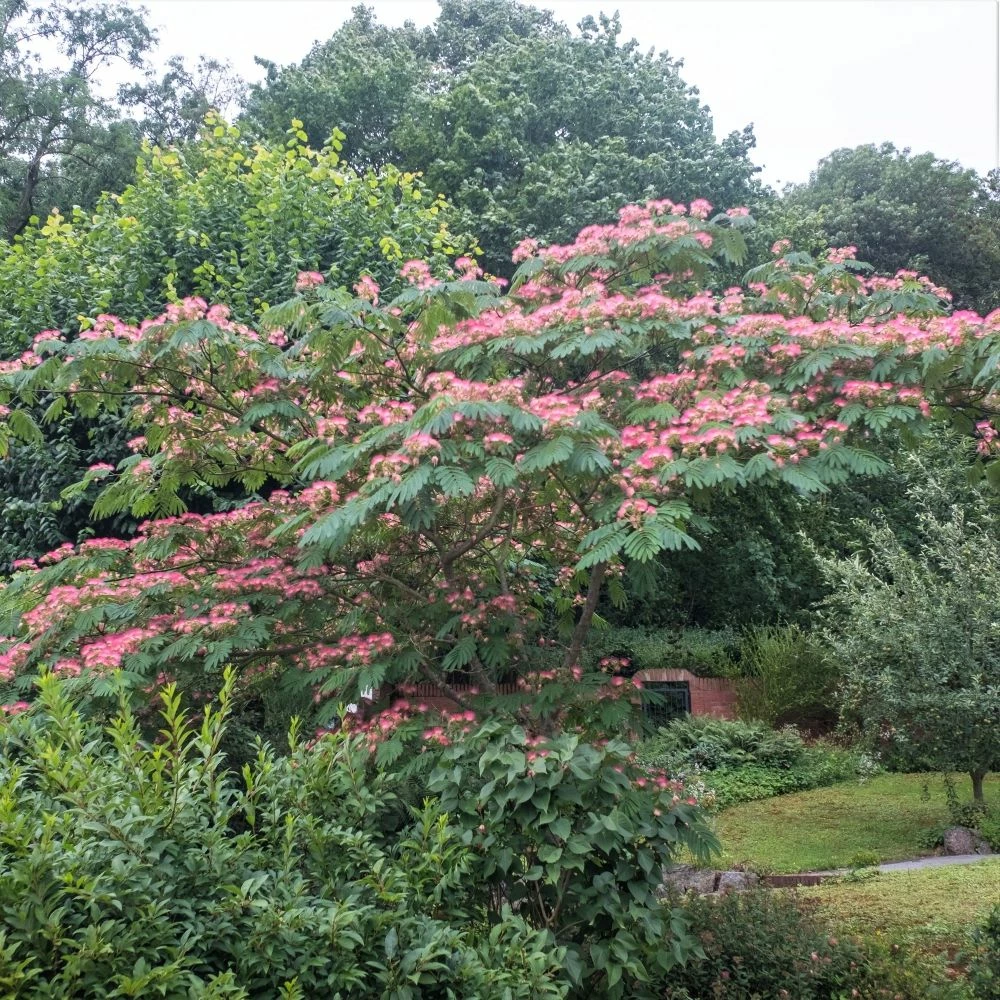 Arbre De Soie, Acacia De Constantinople Ou Albizia Julibrissin 5 Arbre De Soie, Acacia De Constantinople Ou Albizia Julibrissin - Image 3